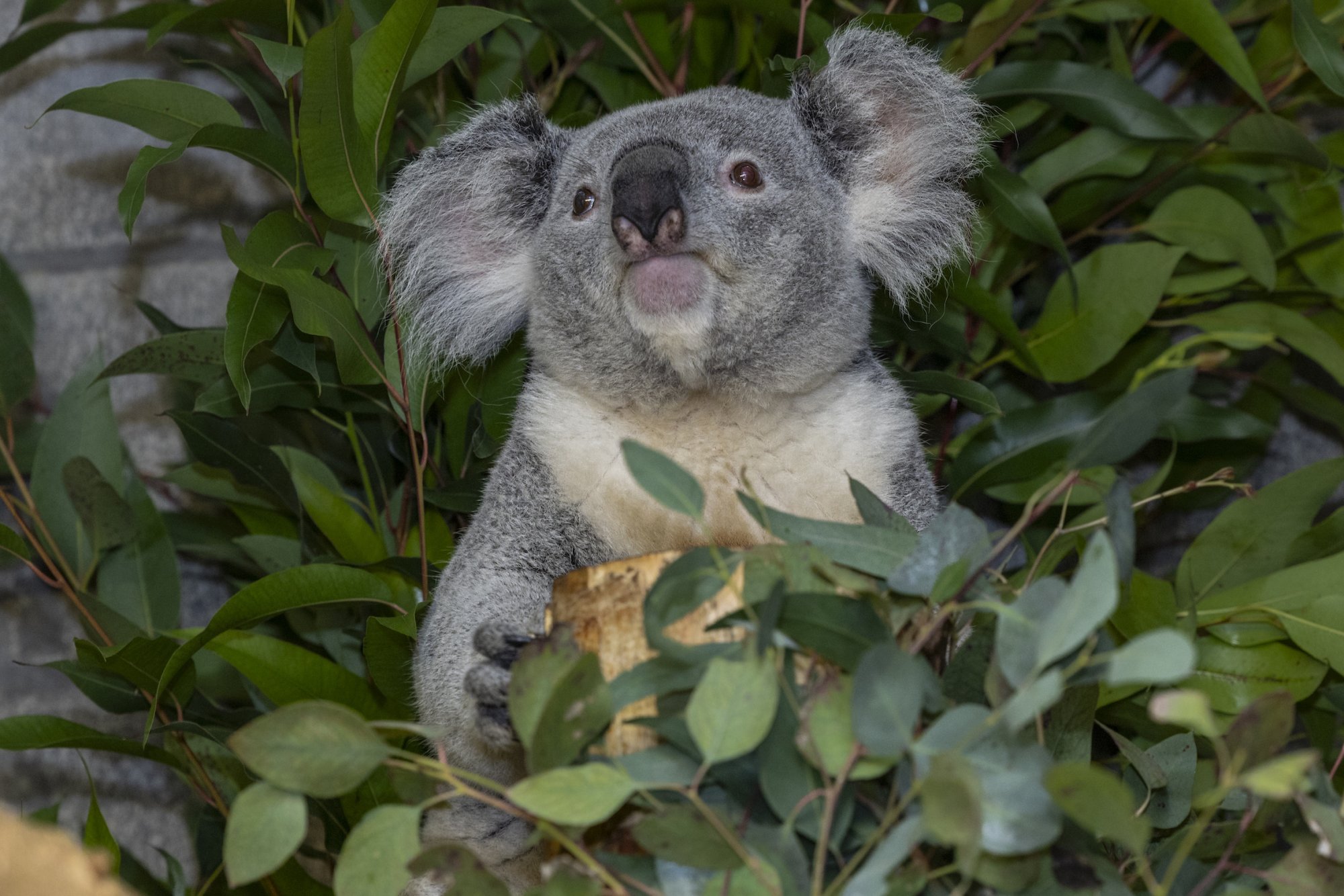 Eerste koala's in Nederlandse dierentuin: 'Moeilijke eters'